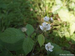 Rubus saxatilis