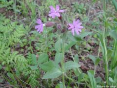 Silene dioica