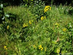 Tanacetum vulgare