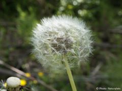 Taraxacum officinale