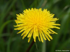 Taraxacum officinale