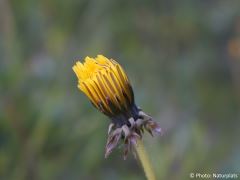 Taraxacum officinale