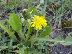 Taraxacum officinale