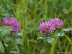 Trifolium pratense