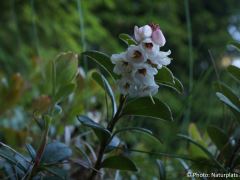 Vaccinium vitis-idaea