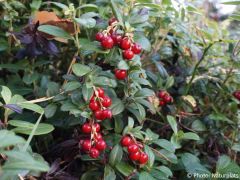 Vaccinium vitis-idaea