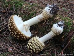 Amanita regalis