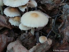 Candolleomyces candolleanus