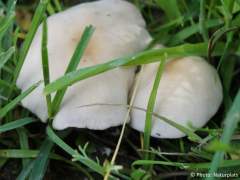 Candolleomyces candolleanus