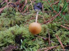 Galerina pumila