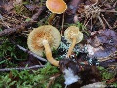 Gymnopilus penetrans