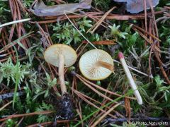 Gymnopilus penetrans