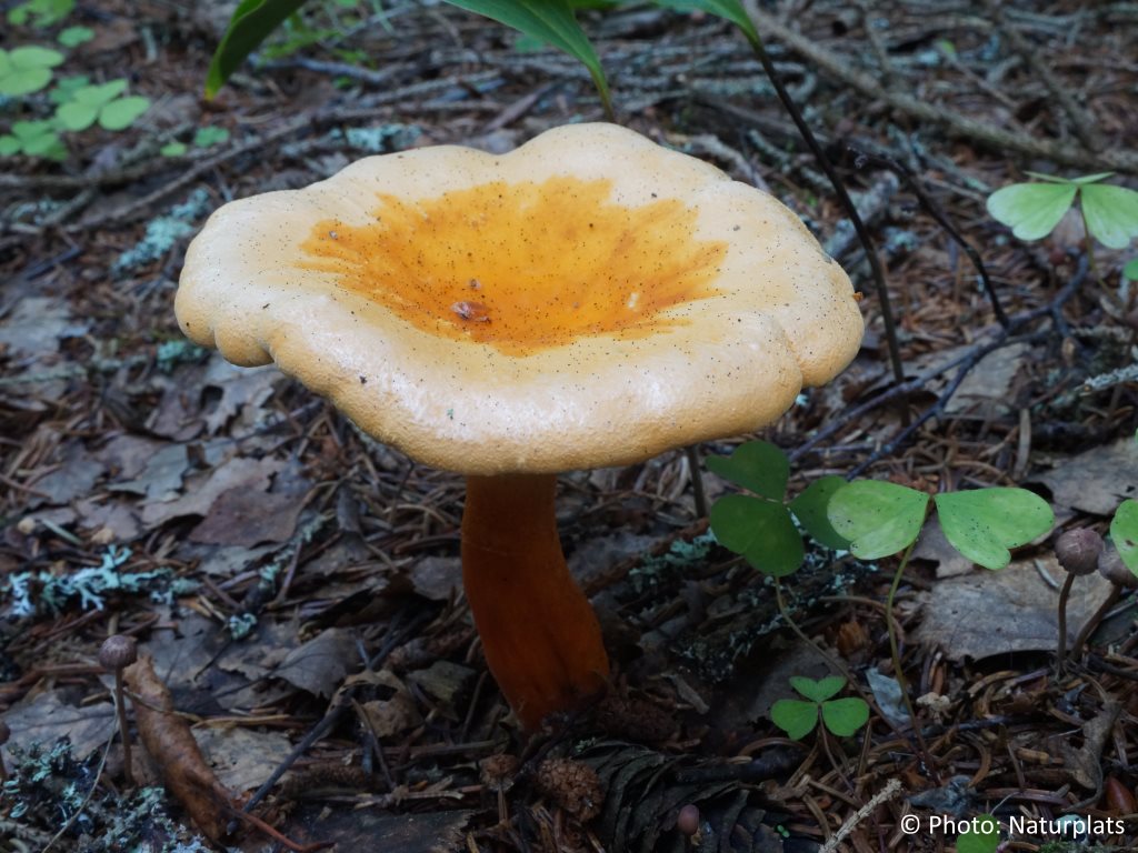 Naturplats Narrkantarell Hygrophoropsis Aurantiaca Naturplats Narrkantarell Hygrophoropsis Aurantiaca
