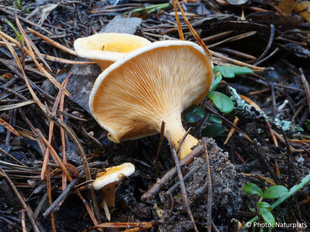 Naturplats Narrkantarell Hygrophoropsis Aurantiaca Naturplats Narrkantarell Hygrophoropsis Aurantiaca