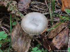 Hygrophorus pustulatus
