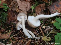 Hygrophorus pustulatus