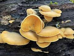 Phyllotopsis nidulans