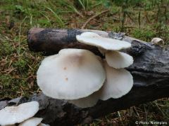 Pleurotus pulmonarius
