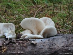 Pleurotus pulmonarius