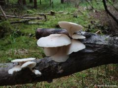 Pleurotus pulmonarius