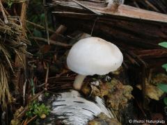 Pluteus pellitus