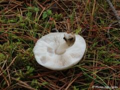 Pluteus pellitus