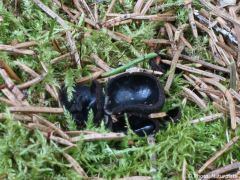 Pseudoplectania nigrella