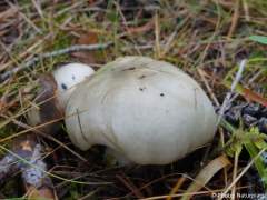 Russula aeruginea