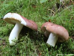 Russula vesca
