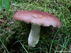 Russula vesca