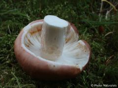 Russula vesca