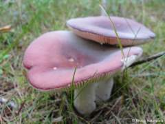 Russula vinosa