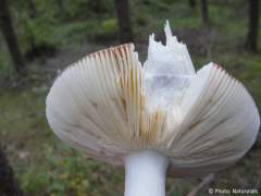 Russula vinosa