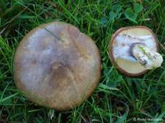 Suillus luteus
