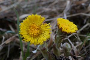 Vårens första tussilago. Växte på en solvarm backe.