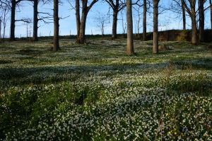 Backe med vitsippor fotograferat i Stokke (Norge).