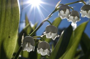 Liljekonvaljer fotograferat med makroobjektiv uppåt mot solen.