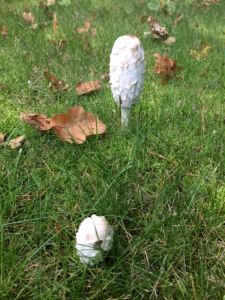 imorse ser jag svampar i min trägården . är svamparna är matsvamp