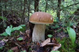 En fräsh karl johan svamp.