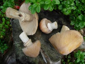 Ett vackert upplägg med rynkad tofsskivling.