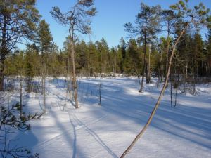 Nyhittad mosse jag skall besöka i sommar.