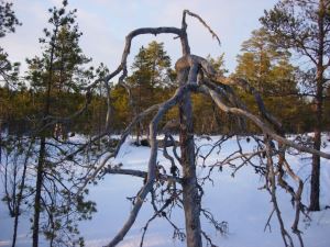 Förvriden tall i fäbodaskogarna.