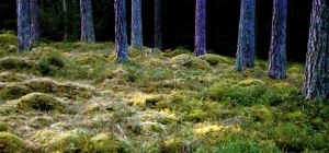 I Sörmlandsskogen finns mycket stenar med mossa och träd