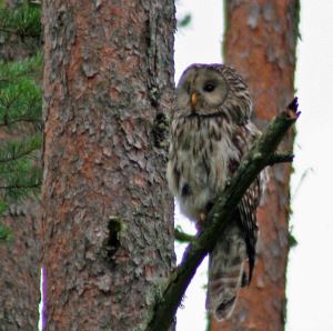 Under svampplockartur 2007-07-15 såg jag den här gynnaren.