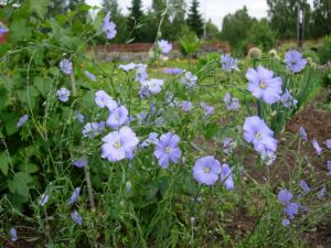 Fotografi av linblommor vid Aspegrens Trädgård.