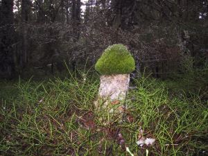 Vill man se svamp så gör man.