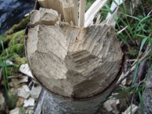 Här har de små liven varit framme - vid Mälarens strand i Enhörna