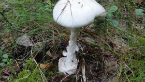 En vit flugsvamp hittad under dagens svamputfärd.