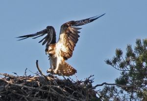 Stod och väntade på myren, stövlarna skönk längre och längre ner i dyn, till sist landade fågeln 