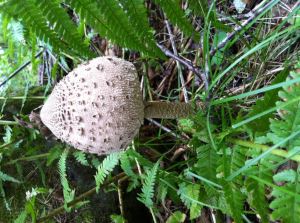 Mjölby skogen 16/08/2014